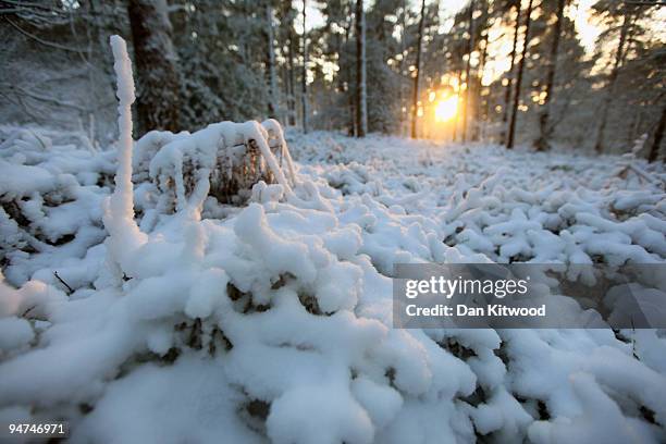 Snow blankets woodland in the South Downs National Park on December 18, 2009 near Coldharbour, England. Heavy snow fell across much of south east...