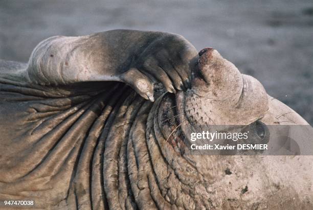 Rest, nearly human gestures, calm, the elephant seal is touching. Repos, gestes presque humains, quiétude, l'Eléphant de mer en devient attendrissant.