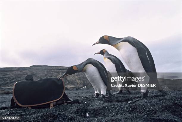 Curious king penguins . Possession Island, Crozet. La curiosité des Manchots royaux . Ile de la Possession, Crozet.