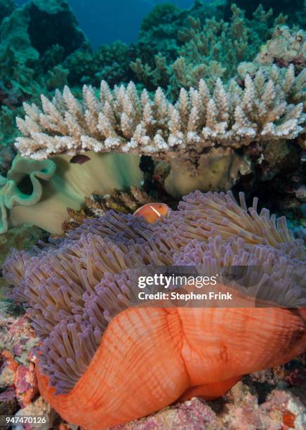 pink anemone fish peeks out from the tentacles of a giant sea anemone at a dive site known as "the pinnacle", great detached reef, australia. - anémona magnífica fotografías e imágenes de stock