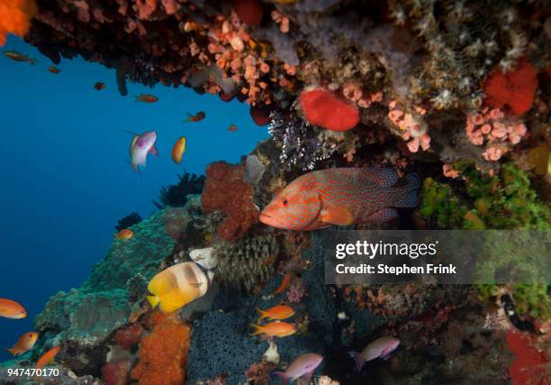 colorful reef fish abound at a dive site known as "the pinnacle", great detached reef, australia. - coral hind stock pictures, royalty-free photos & images