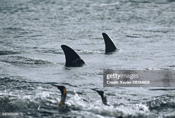 The dorsal fin of a killer whale , a worrisome sight for penguins and elephant seals . La dorsale de l'orque , sujet d'inquiétude pour les manchots...