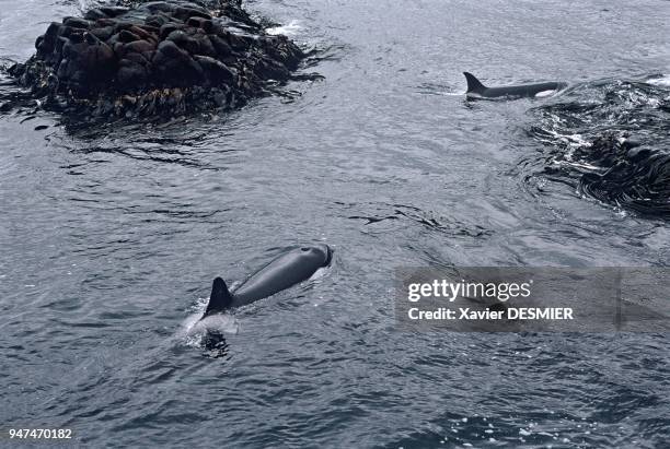 During the spring, killer whales spend a large amount of time looking for sea elephants . They swim along the bottom of bays and the rocky...