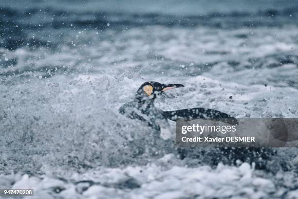 Clumsy on dry land, king penguins literally fly under water. They regularly go out to sea to eat. Patauds à terre, les manchots royaux volent...