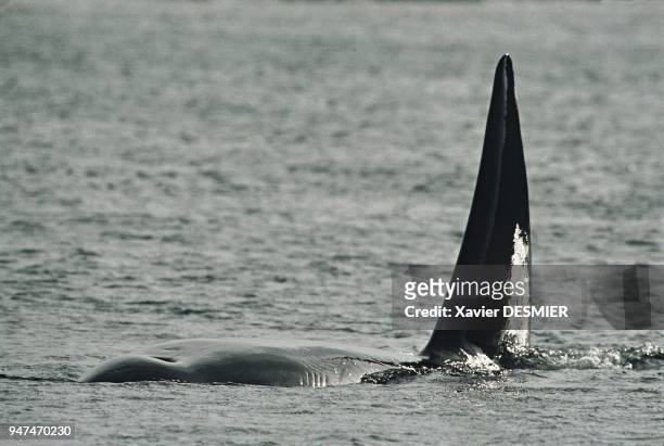 Killer whale , a demonstration of strength and power rarely equaled in the animal kingdom. Its 2m high dorsal fin, in males, is a worrisome sight for...