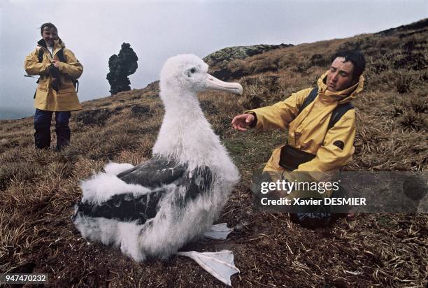 Possession Island. Christine and Delphine, the two female ornithologists, systematically ring birds from the island's bird populations. Here, a...