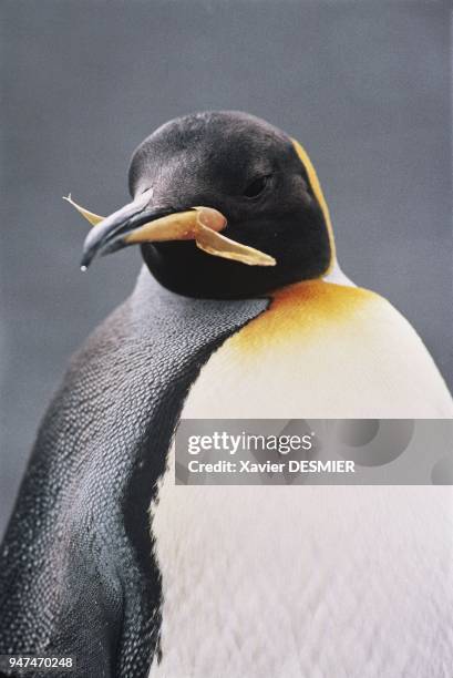 The moulting period for king penguins is in November-December. During this time, they barely move. La mue du Manchot royal en Novembre-Décembre. Il...