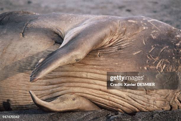 Possession Island. Rest, nearly human gestures, calm, the elephant seal is touching. Ile de la Possession. Repos, gestes presque humains, quiétude,...