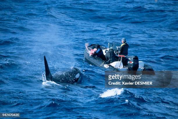 Crozet Archipelago . A male killer whale has come to bring an Antarctic cod to the inflatable raft as a gift. This phenomena is relatively frequent...