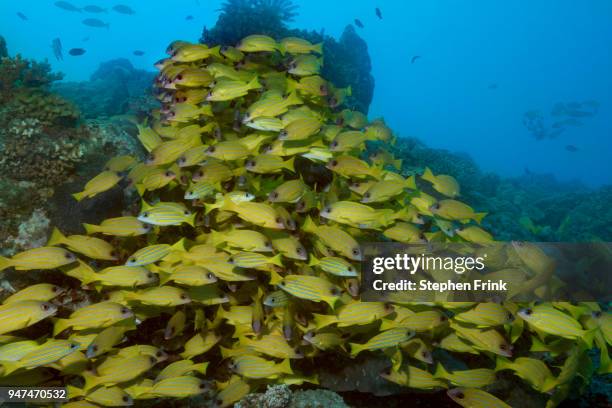 large school of bluestripe snappers on a coral reef in the great detached reef region of australia. - lutjanus kasmira stock pictures, royalty-free photos & images