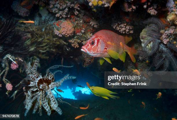 daylight streams into an alcove on the great detached reef that is inhabited by sabre squirrelfish and flowery crinoids. - squirrel fish fotografías e imágenes de stock