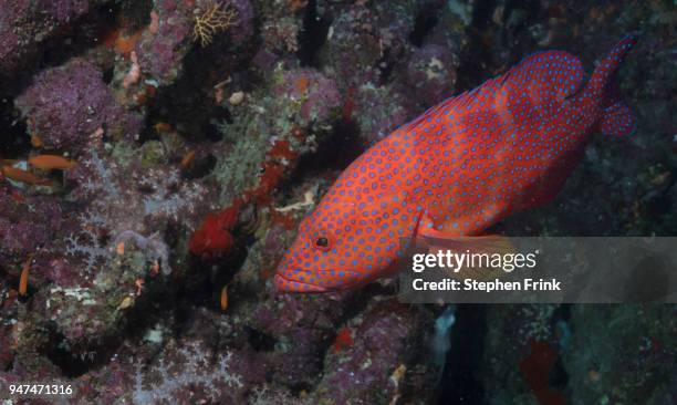 vivid blue spots on a coral grouper pictured on the great detached reef region of australia. - coral hind stock pictures, royalty-free photos & images