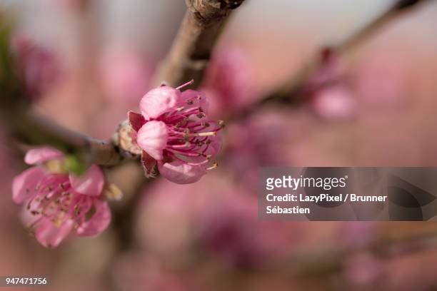 pink blossom peach close up 4 - lazypixel photos et images de collection