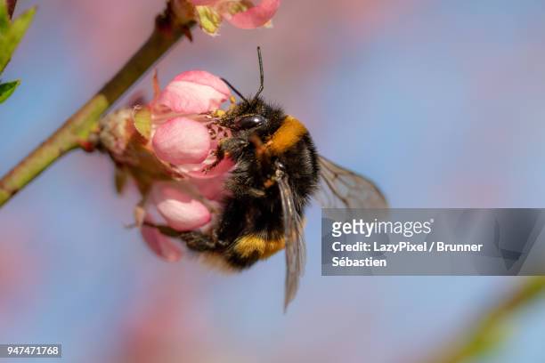 spring blossoms and a bumblebee - lazypixel photos et images de collection