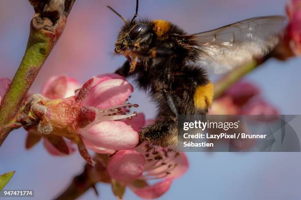 spring blossoms and a bumblebee 2 - lazypixel stock-fotos und bilder
