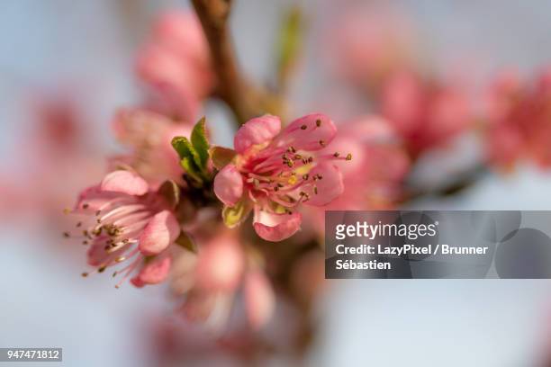 pink blossom peach close up 2 - lazypixel photos et images de collection