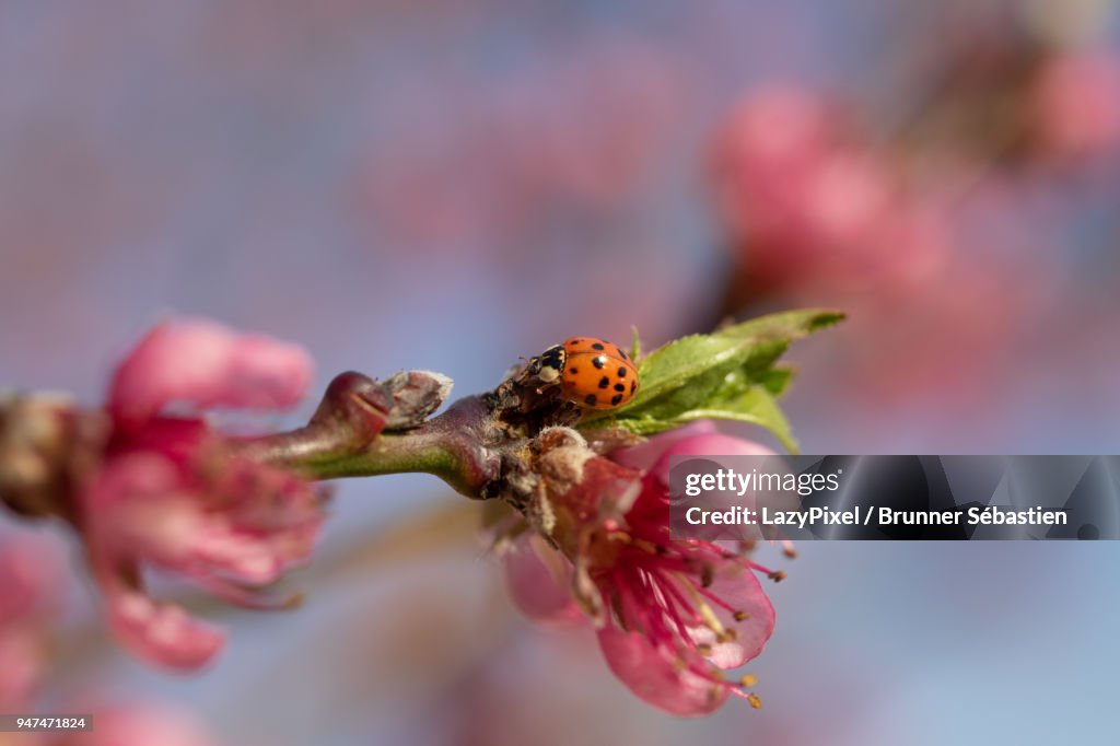 Spring blossoms and ladybug