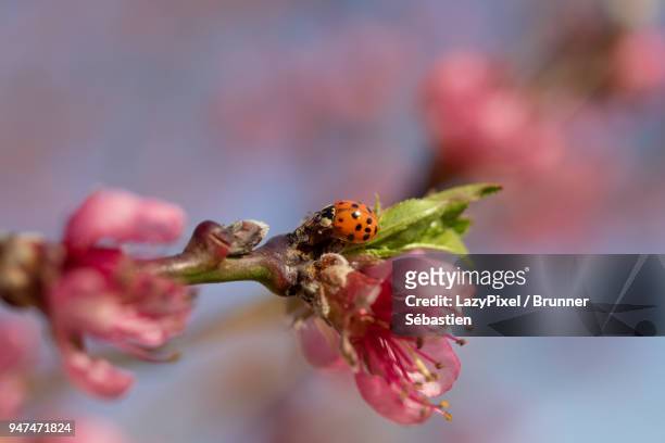 spring blossoms and ladybug - lazypixel photos et images de collection