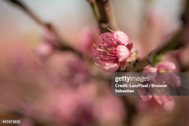 pink blossom peach close up 5 - lazypixel stock-fotos und bilder