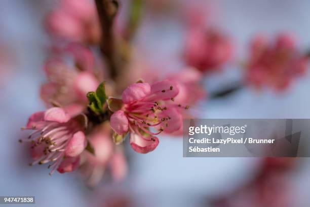 pink blossom peach close up 1 - lazypixel photos et images de collection