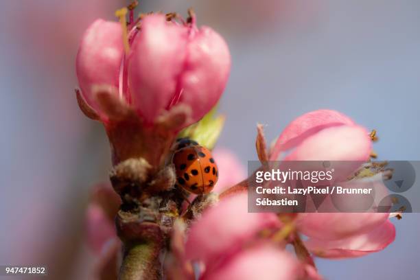 spring blossoms and ladybug 2 - lazypixel photos et images de collection