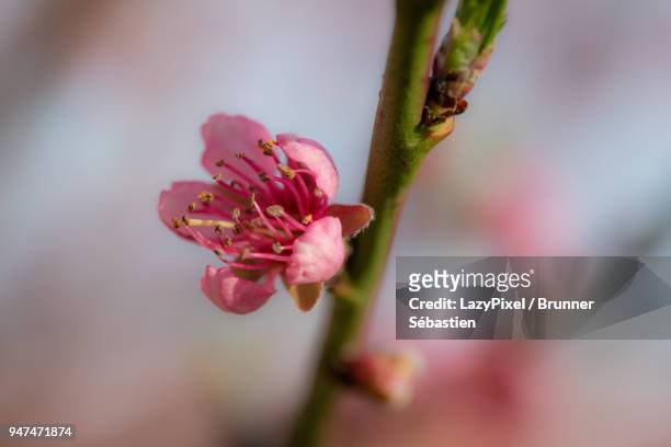 pink blossom peach close up 3 - lazypixel photos et images de collection