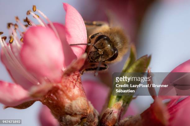 spring blossoms and a bee 2 - lazypixel stock-fotos und bilder