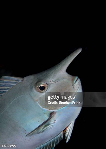 the black of night in the pacific ocean, outlines the unique shape of a bluespine unicorn fish, also known as a short-nose unicorn fish, great detached reef, australia. - naso unicornis fotografías e imágenes de stock