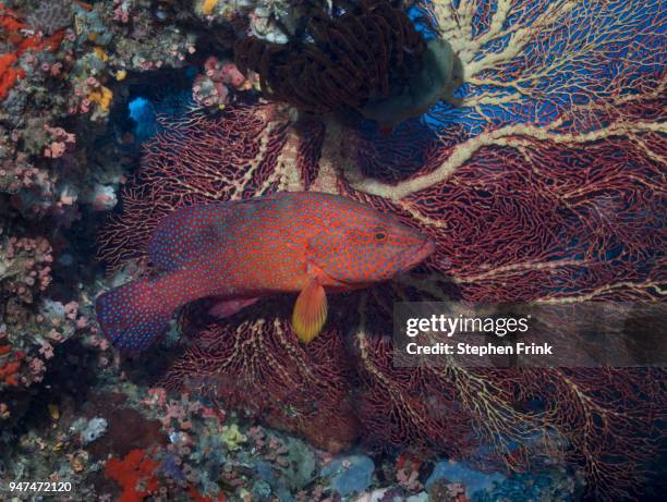colorful coral grouper poses in front of a large gorgonian, or sea fan, great detached reef region, australia. - coral hind stock pictures, royalty-free photos & images