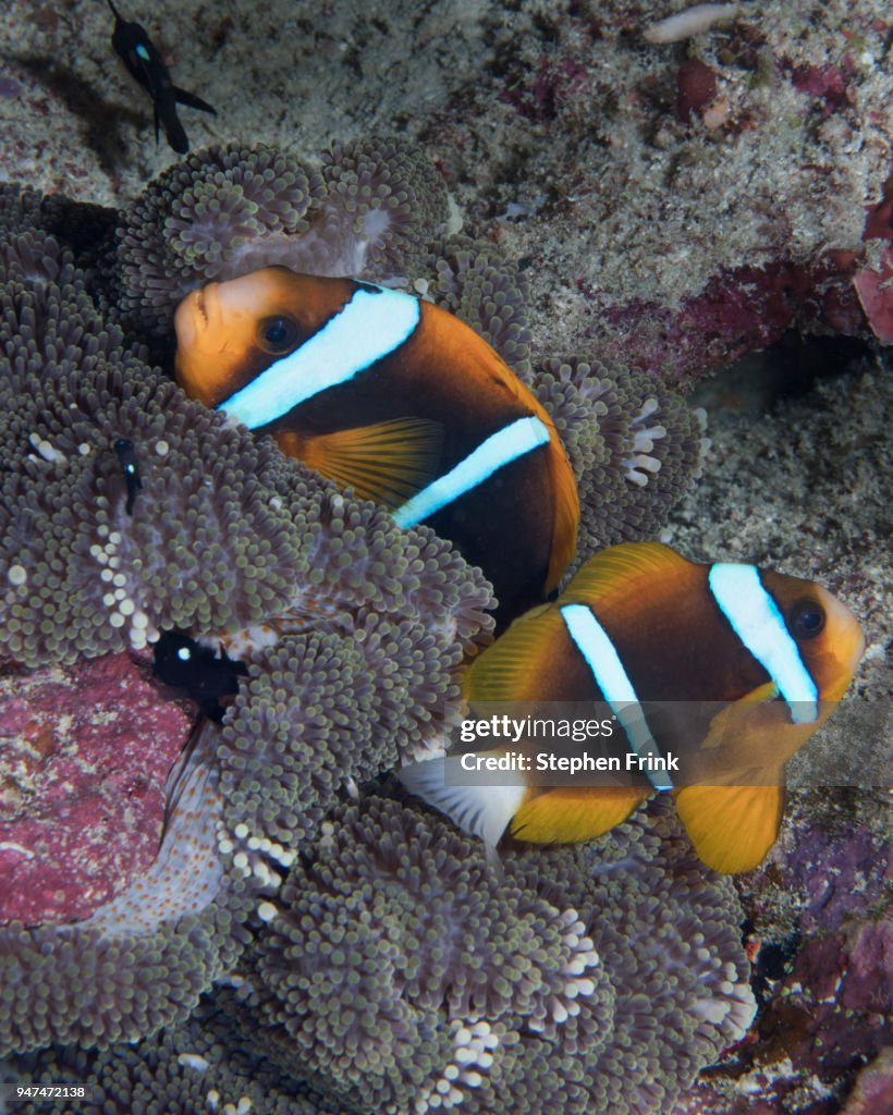 A pair of Orange-fin anemonefish nestle within the tentacles of a Merten's carpet anemone