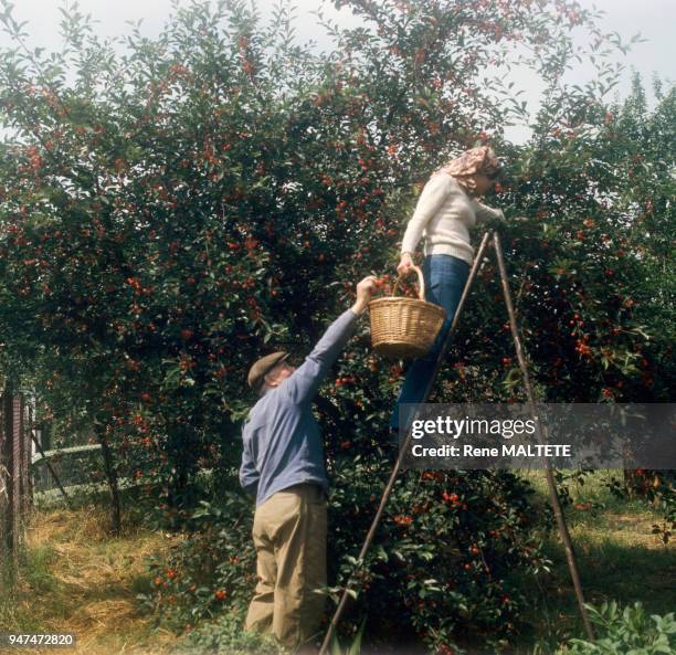 Couple pendant la cueillette des cerises.