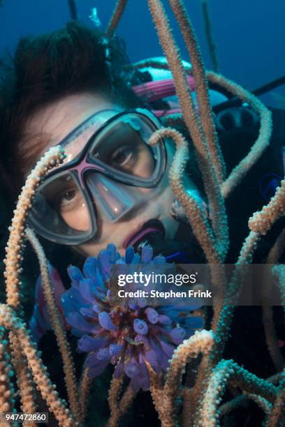 diver looks closely at a cluster of blue-bell tunicates. - diving bell stock pictures, royalty-free photos & images