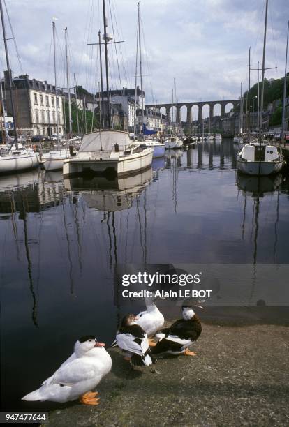 The Harbour And The Viaduct Of Morlaix Illustration, July 1994.