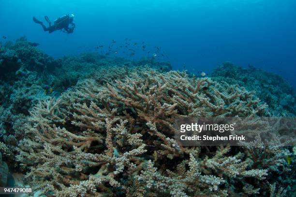 vast field of staghorn coral, a type of stony, branching coral. - branching coral stock pictures, royalty-free photos & images