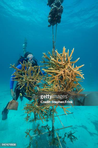 the founder of the coral restoration foundation, key largo, florida, views a planting of staghorn coral. - staghorn coral stock pictures, royalty-free photos & images