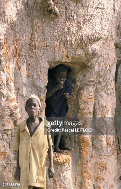 Baobab .