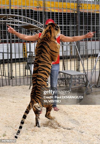 The Pinder Circus was created over 150 years ago. Each year it stops off at around 130 towns. Its big top seats 2500 people and is put up or down 260...