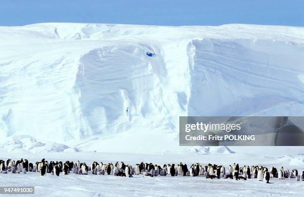 Manchot empereur , Dawson-Lambton Glacier, Mer de Weddell, Antarctique.