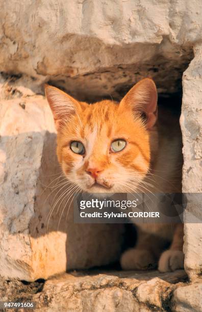 Chat passant à travers un trou dans un mur. Chat passant à travers un trou dans un mur.