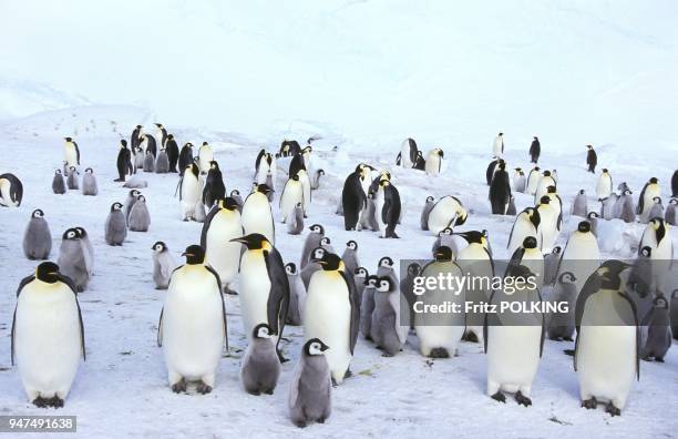 Manchot empereur , Dawson-Lambton Glacier, Mer de Weddell, Antarctique.