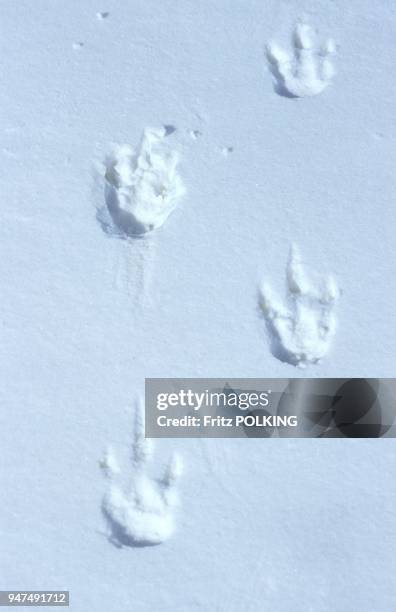 Manchot empereur , Traces de pattes sur la glace, Dawson-Lambton Glacier, Mer de Weddell, Antarctique.