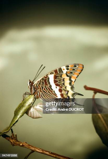 Papillon charaxes jasius sortant de sa chrysalide.