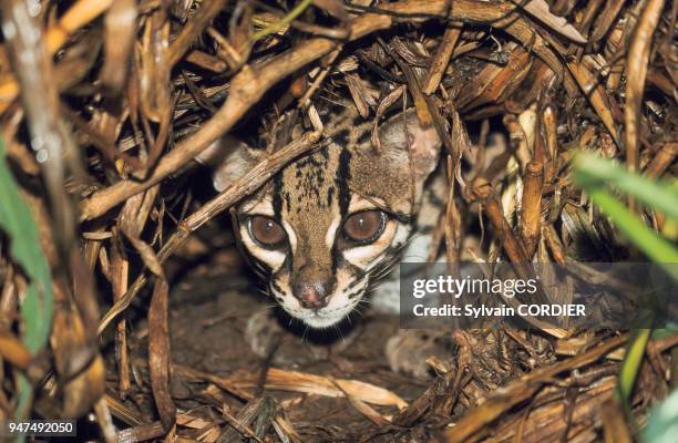 Chat Margay .