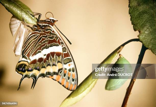 Papillon charaxes jasius sortant de sa chrysalide.
