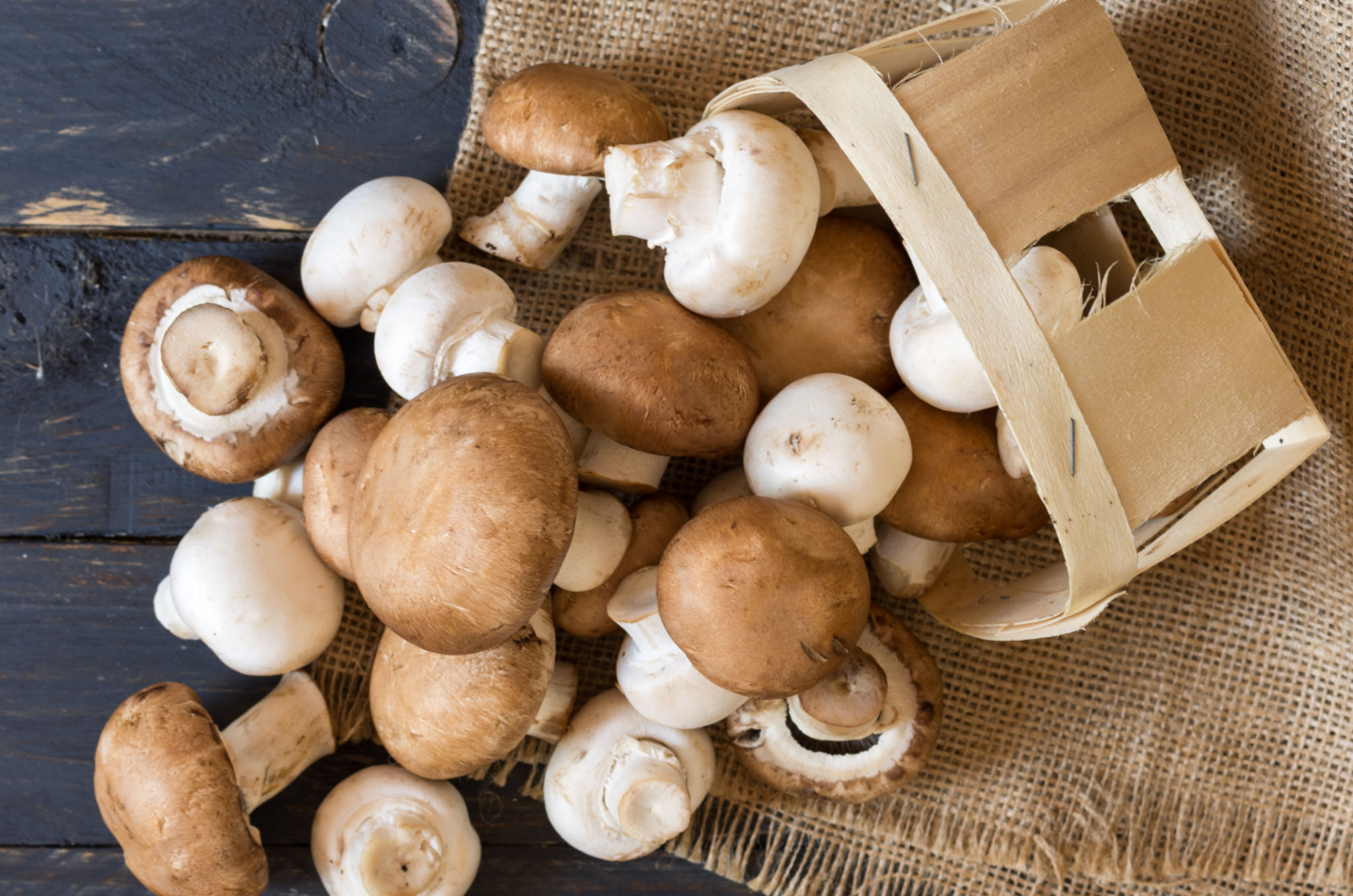 mushroom storage
