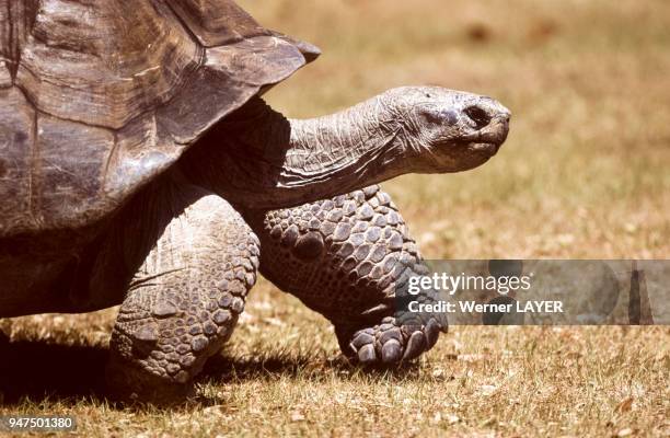 Tortue géante .