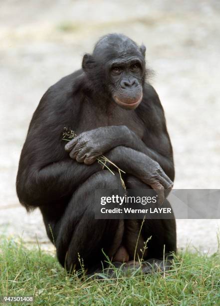 Chimpanzé .