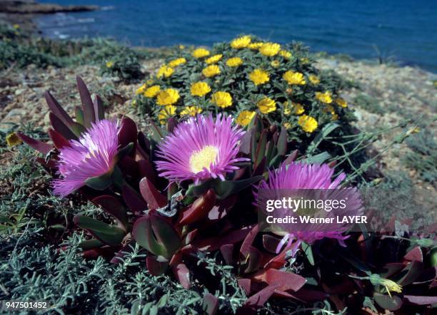 Fleurs d'aizoaceae et d'astérolide maritime .