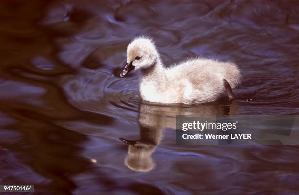 Jeune cygne noir .