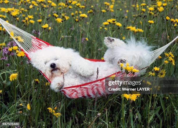 Bichon à poil frisé dans un hamac.